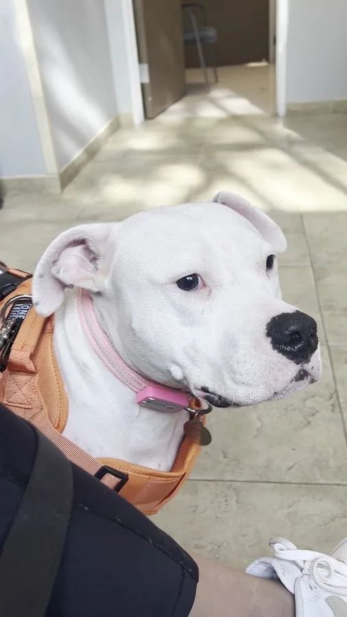 BluePearl Pet Hospital