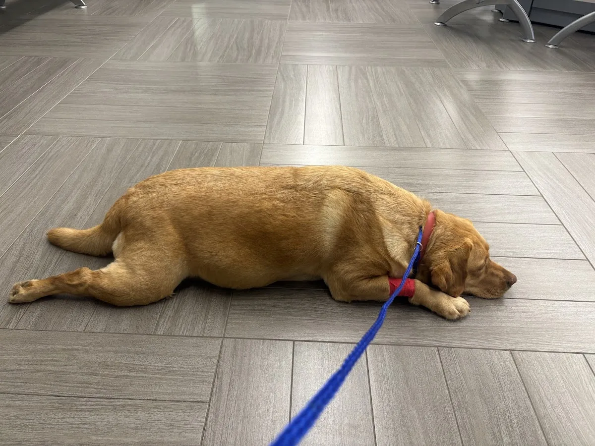 BluePearl Pet Hospital