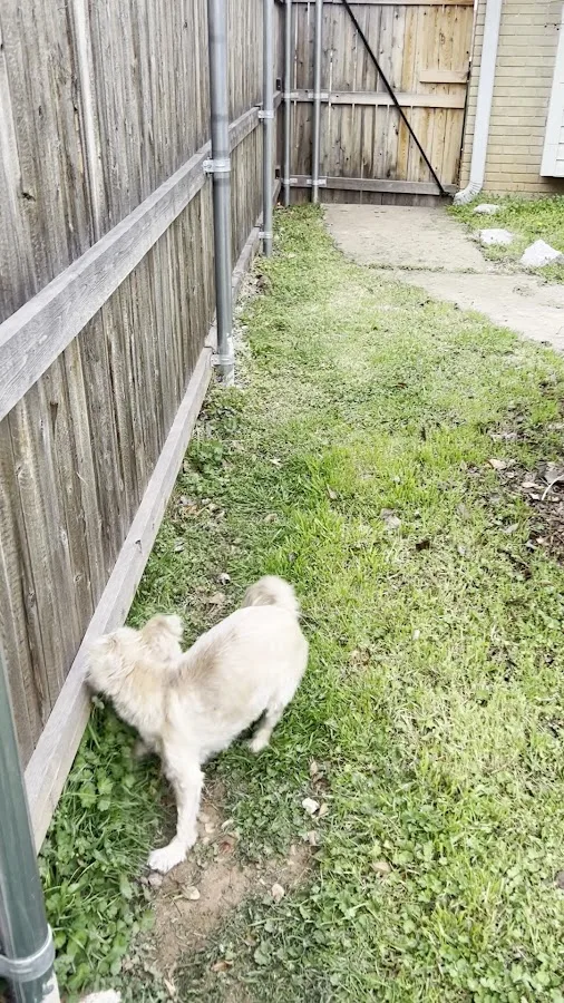 BluePearl Pet Hospital