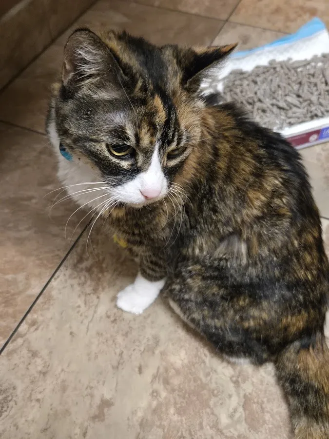 BluePearl Pet Hospital