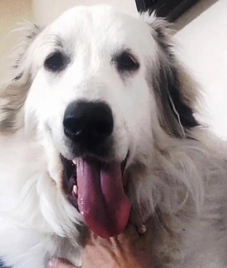 BluePearl Pet Hospital