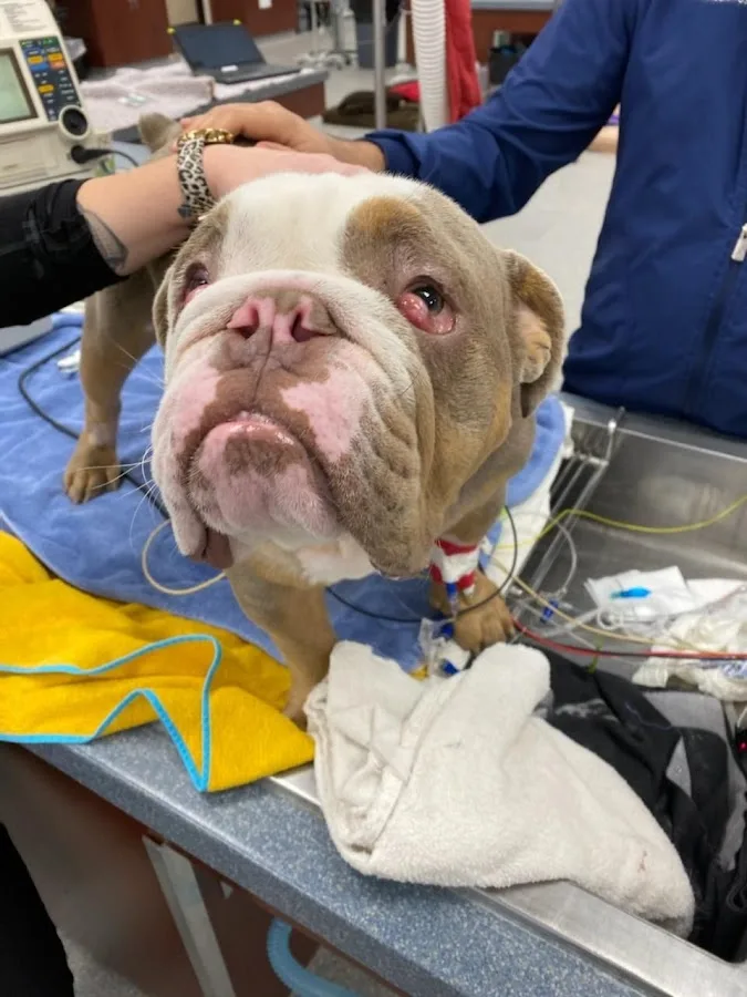 BluePearl Pet Hospital primary photo