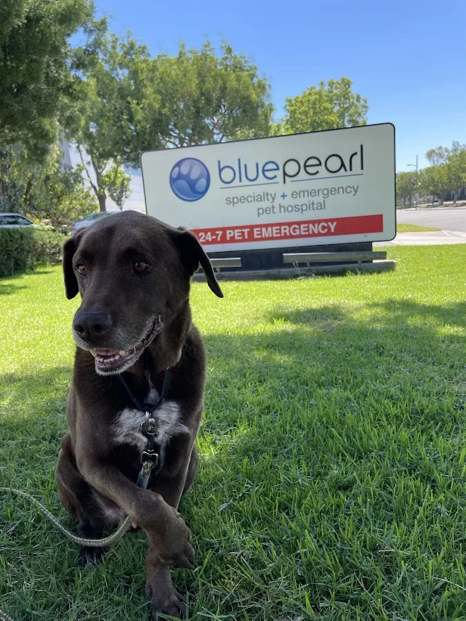 BluePearl Pet Hospital