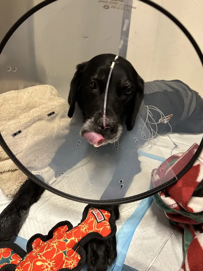 BluePearl Pet Hospital