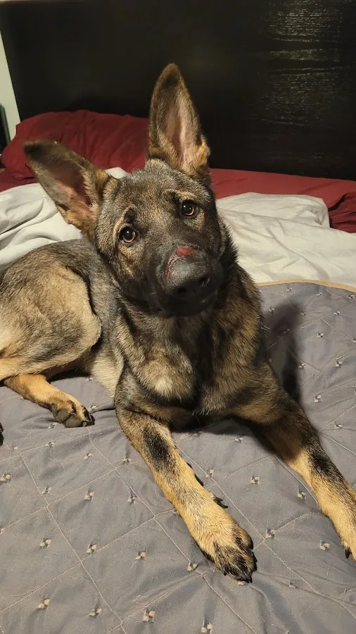 BluePearl Pet Hospital