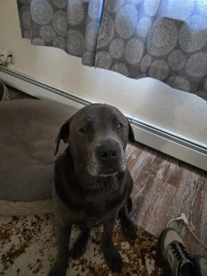 BluePearl Pet Hospital