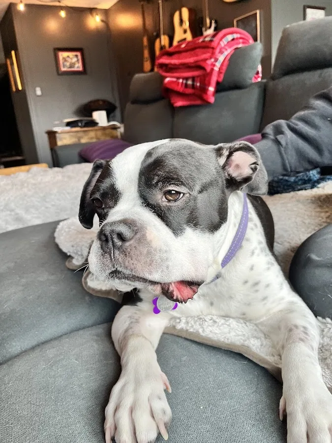 BluePearl Pet Hospital