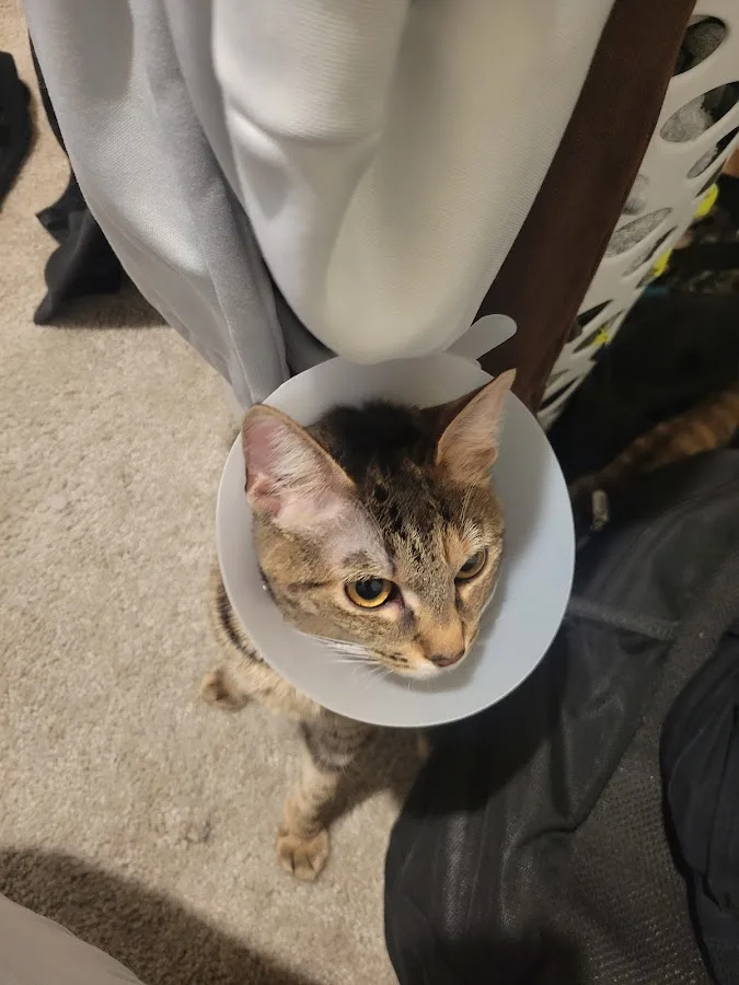 Supportive care area for emergency veterinary patients