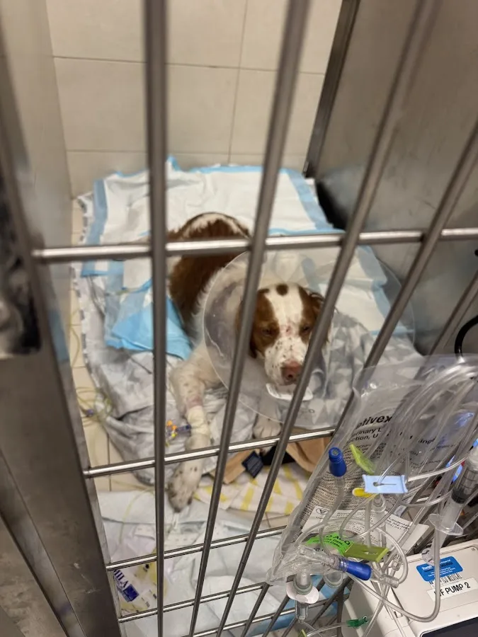 BluePearl Pet Hospital Fort Lauderdale