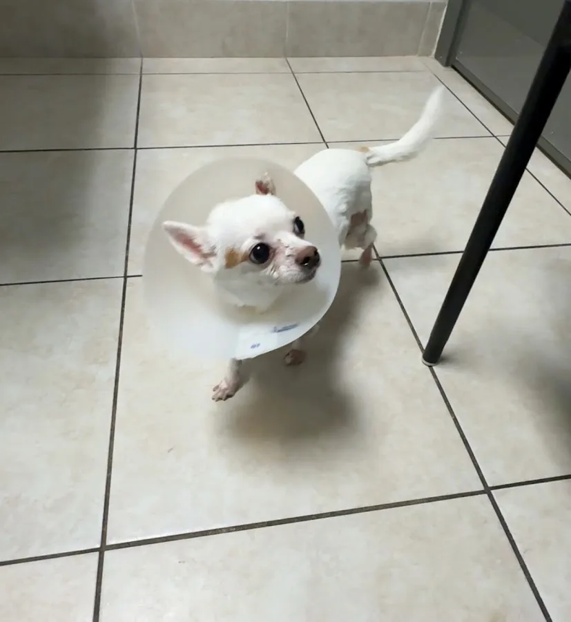 BluePearl Pet Hospital Fort Lauderdale