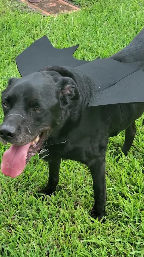 BluePearl Pet Hospital Fort Lauderdale