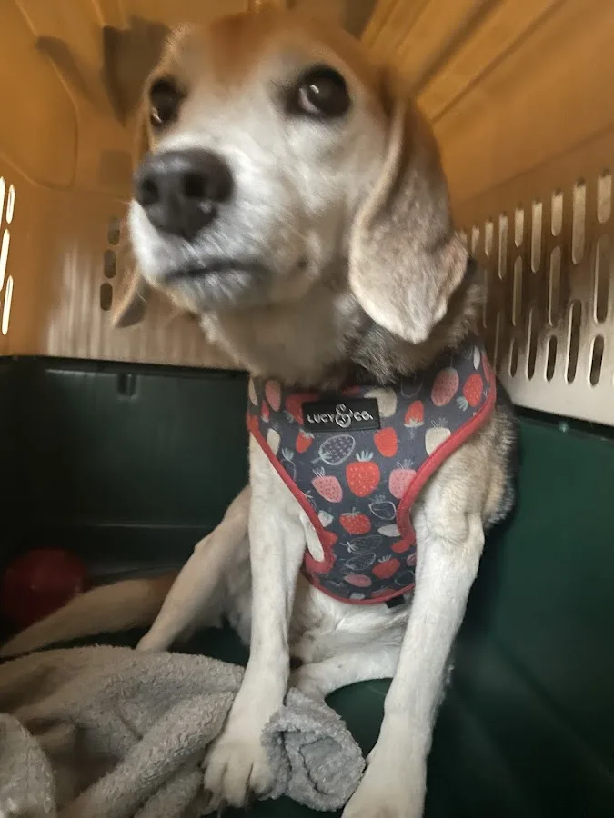 BluePearl Pet Hospital Katy