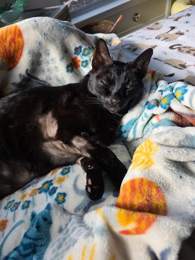 BluePearl Pet Hospital Katy