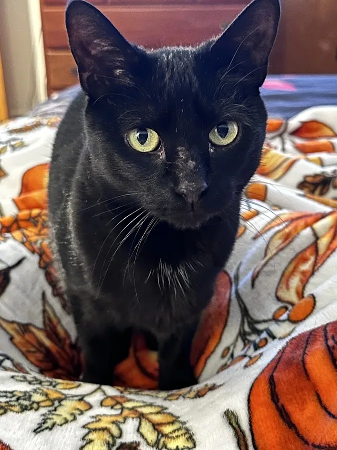 Boston West Veterinary Emergency & Specialty