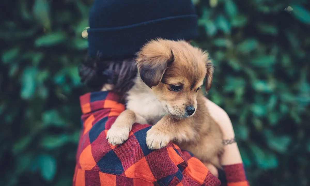 Brown Road Animal Clinic