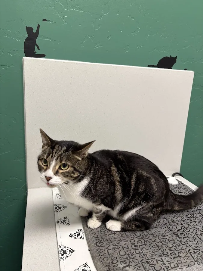 Brown Road Animal Clinic