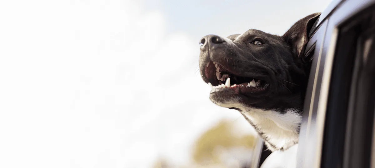 Burleson Animal Emergency Hospital primary photo