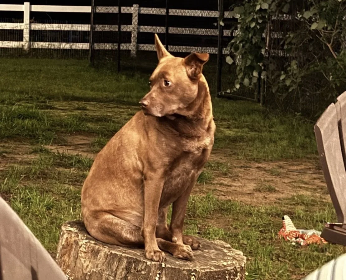 Burleson Animal Emergency Hospital