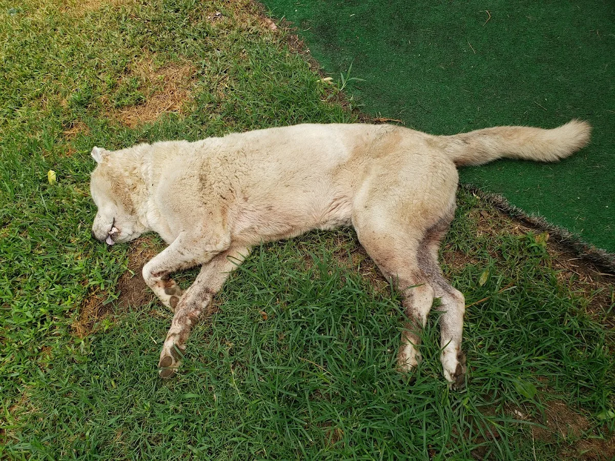 Canton Road Veterinary Hospital: Cefalu Bonnie DVM