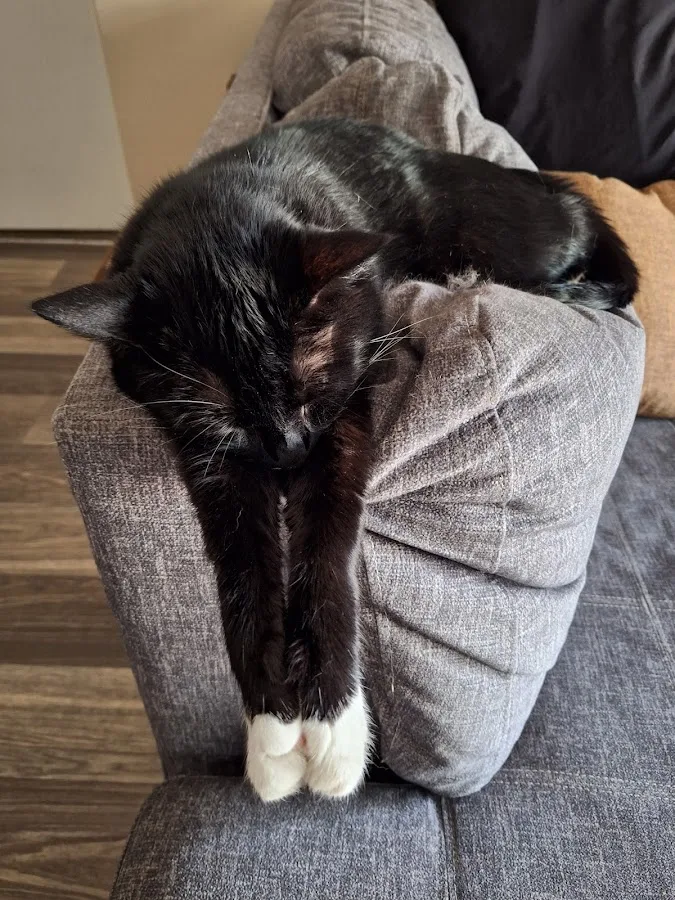 Canton Road Veterinary Hospital: Cefalu Bonnie DVM