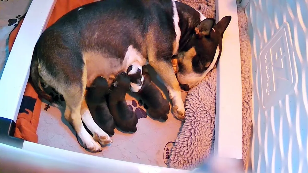 Capital District Veterinary Referral Hospital