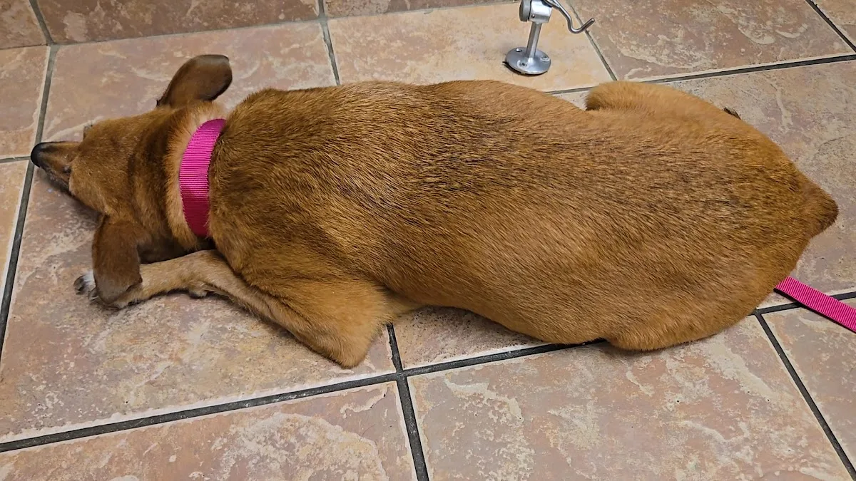 Capital District Veterinary Referral Hospital