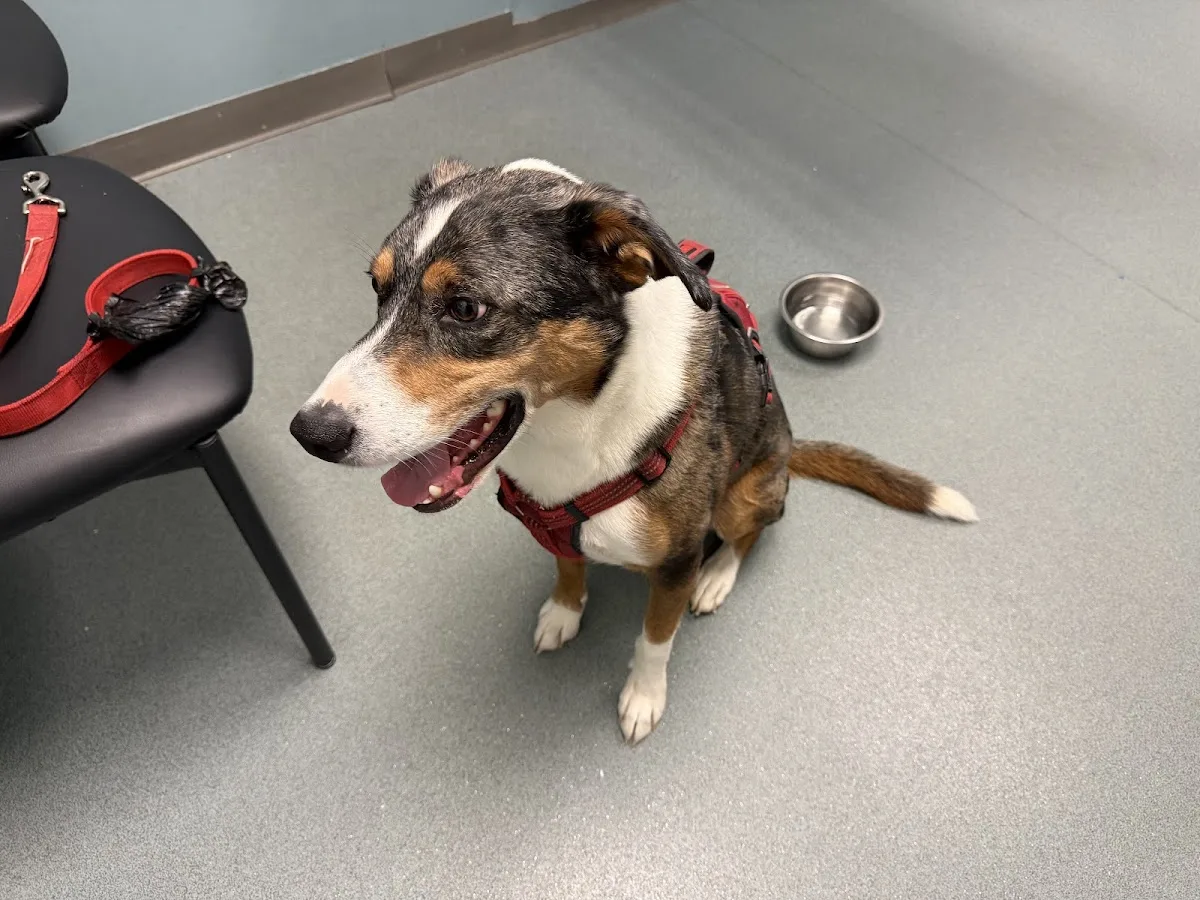 Carolina Veterinary Specialists Charlotte