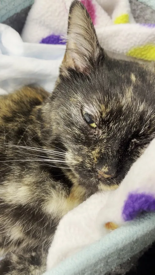 Carolina Veterinary Specialists Charlotte