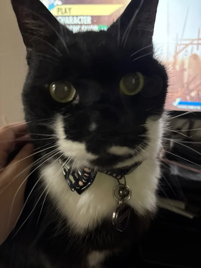 Carolina Veterinary Specialists Greensboro