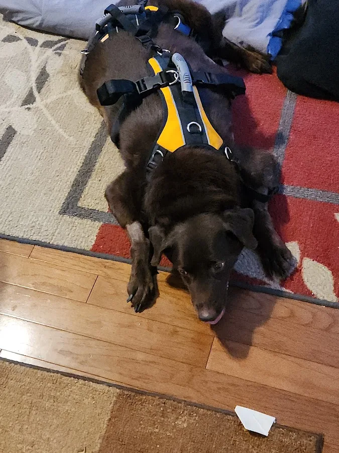 Carolina Veterinary Specialists Huntersville