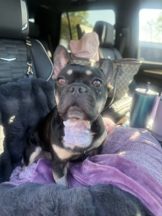 Carolina Veterinary Specialists Matthews