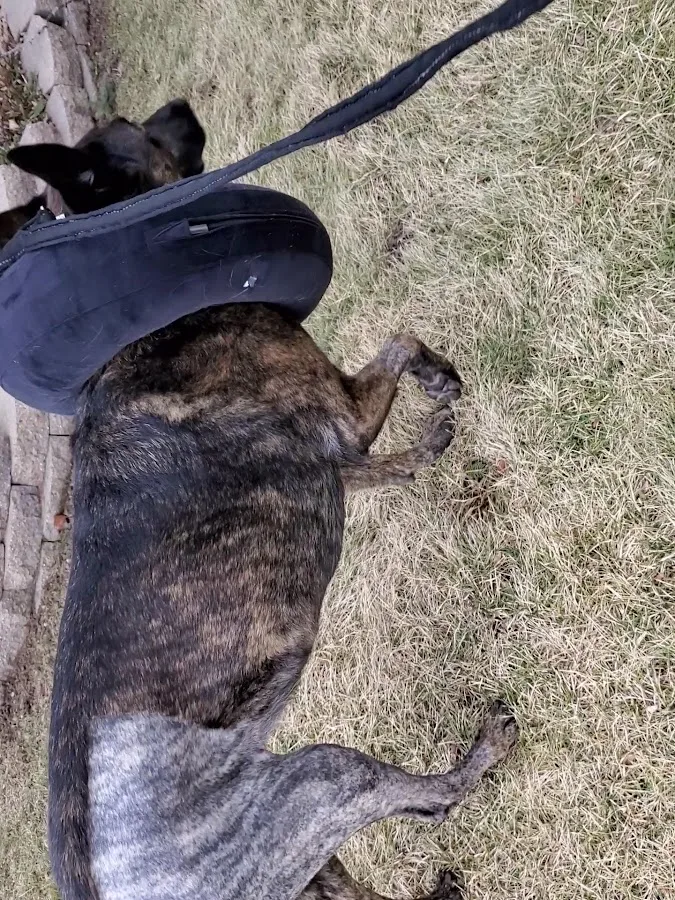 Carolina Veterinary Specialists Matthews