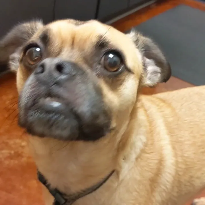 Cascade Veterinary Referral Center