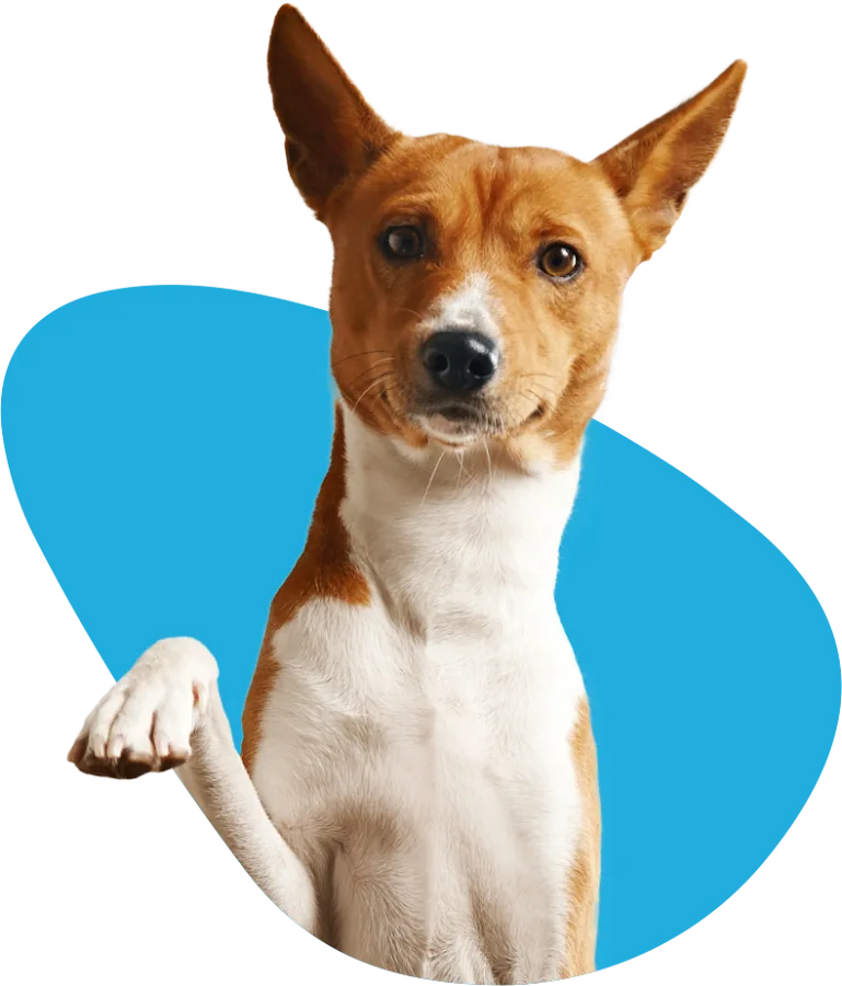 CASE Animal Hospital primary photo