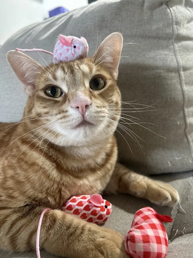 CASE Animal Hospital