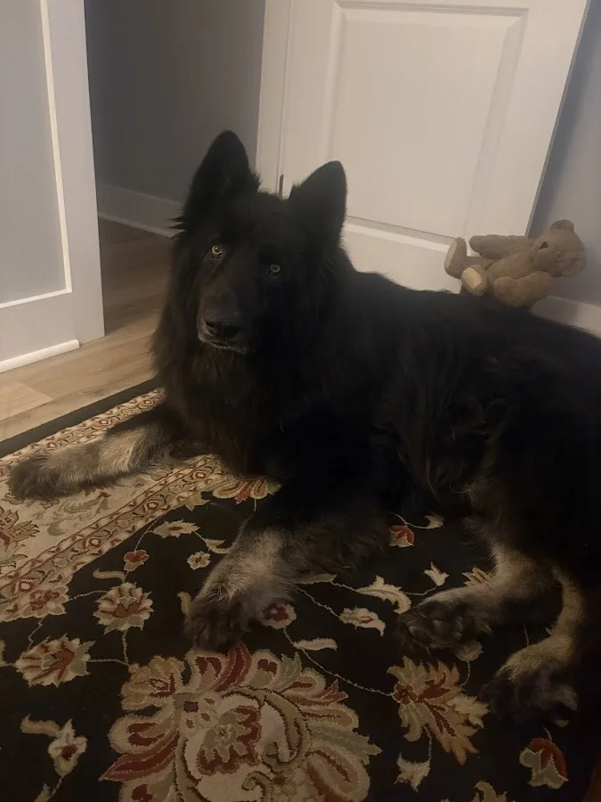 Central Hospital For Veterinary Medicine- Guilford