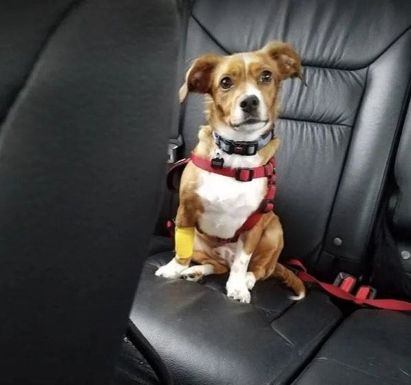 Central Orange County Emergency Animal Hospital