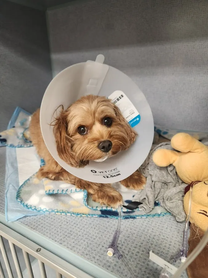 Central Texas Veterinary Speciality and Emergency Hospital