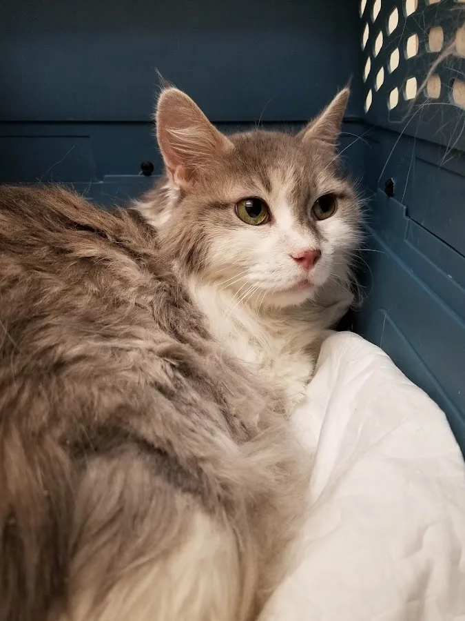 Central Texas Veterinary Speciality and Emergency Hospital