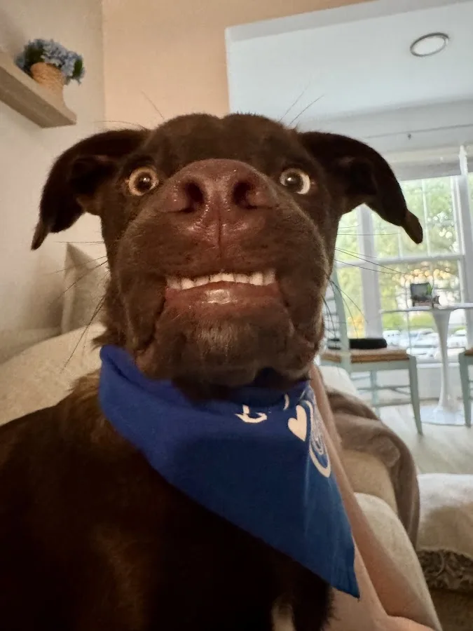 Charleston Veterinary Referral Center (CVRC)