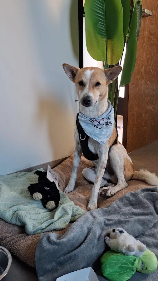 Charleston Veterinary Referral Center (CVRC)