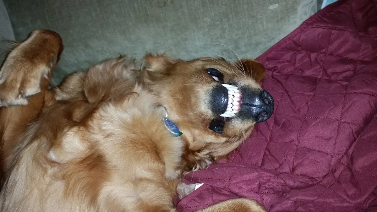 Charleston Veterinary Referral: Cocchlaro Michael DVM