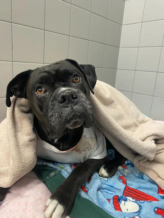 Charleston Veterinary Referral: Ellison Sean M DVM