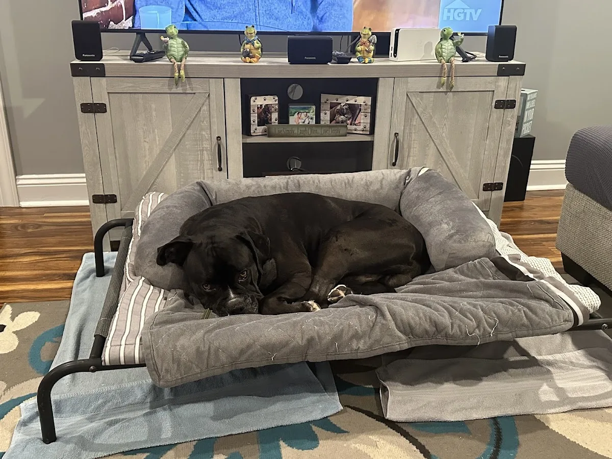 Charleston Veterinary Referral: Ellison Sean M DVM