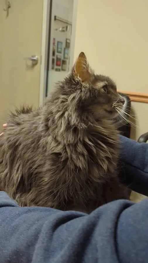 Charleston Veterinary Referral: Ellison Sean M DVM