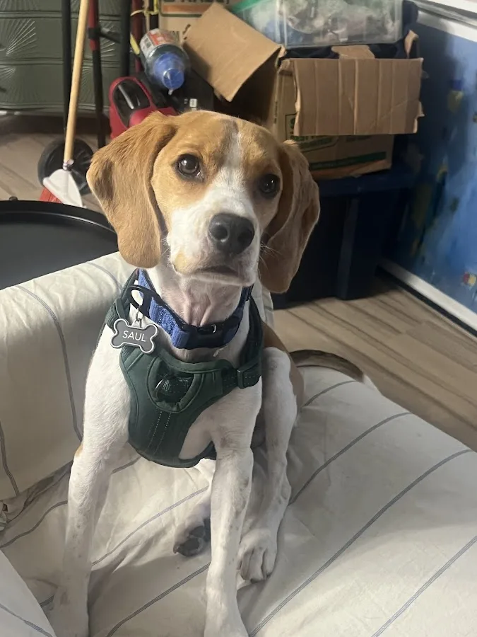 Chicago Veterinary Emergency Center and Specialty Care