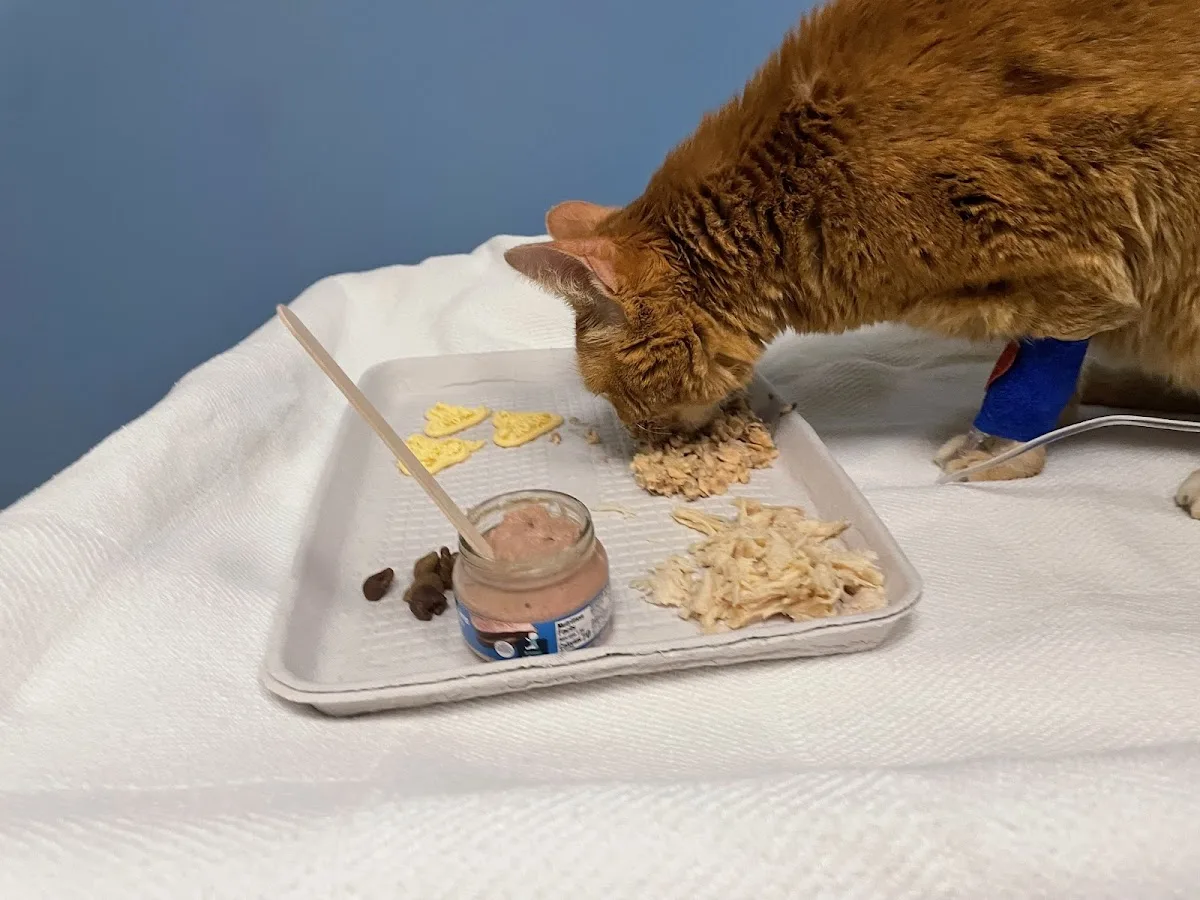 Chicago Veterinary Emergency Center and Specialty Care