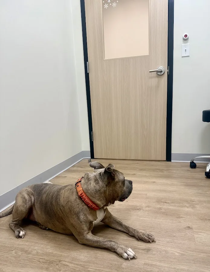 City Paws Emergency Care