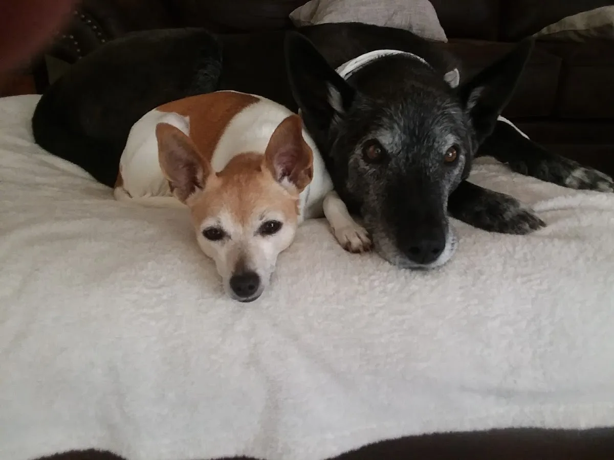 Colorado Veterinary Specialty Group