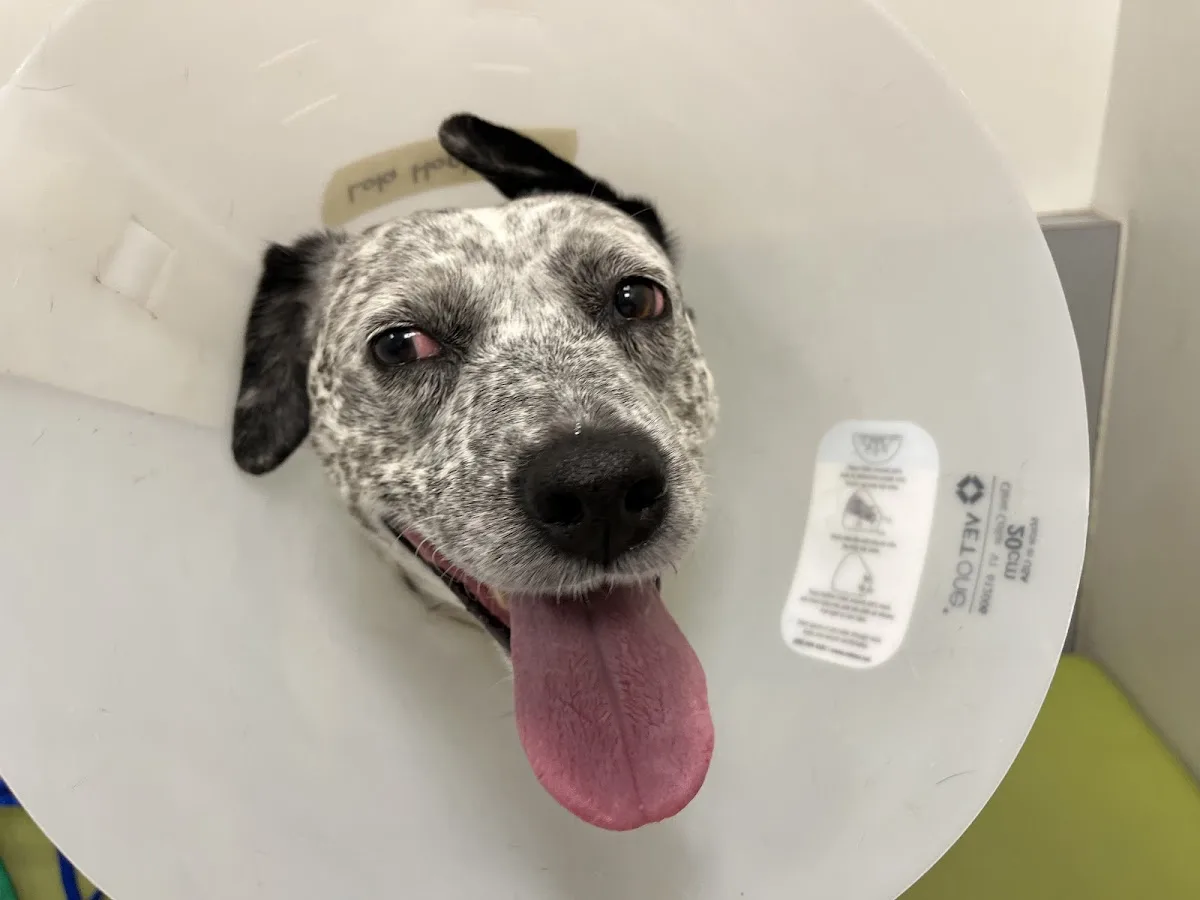 Colorado Veterinary Specialty Group